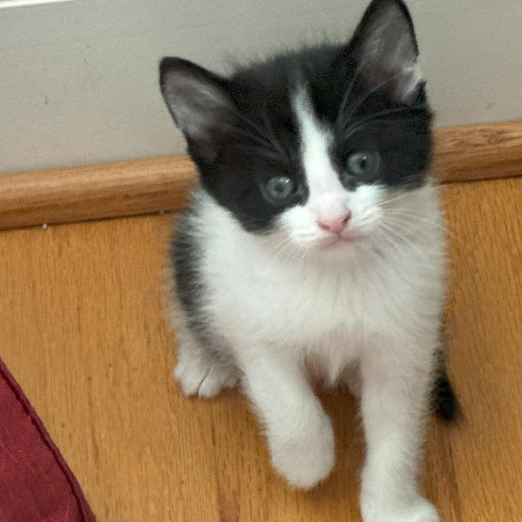 1219 Panda, a Adoptable Domestic Short Hair in Abbeville, SC image 3/3