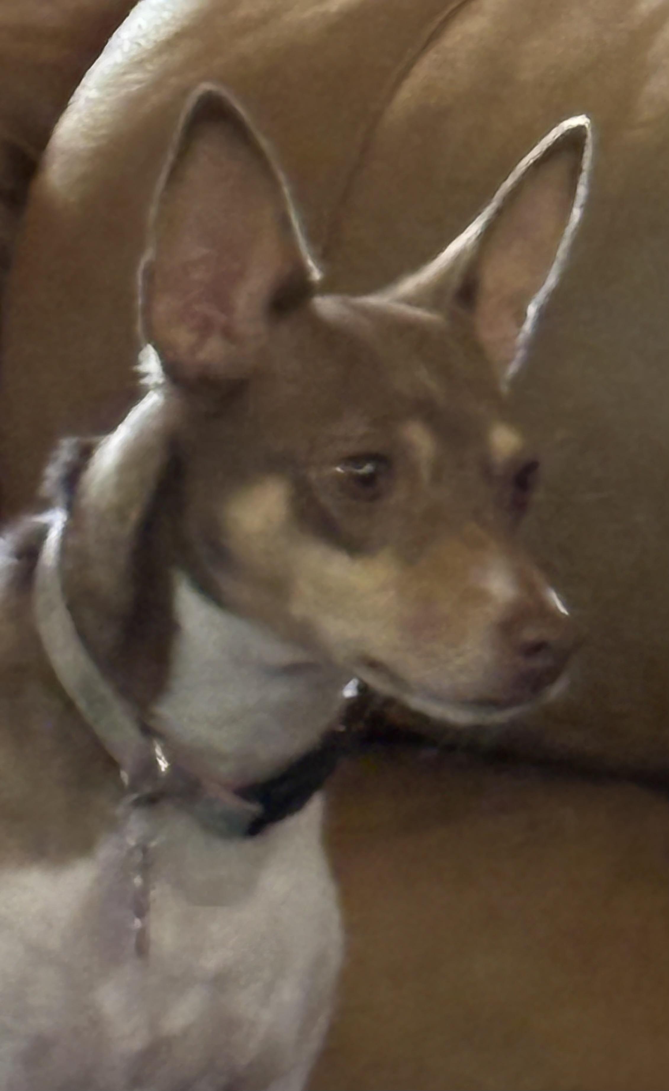 Enlarge Luna, a Adoptable Rat Terrier in Adams, NE image 2/3