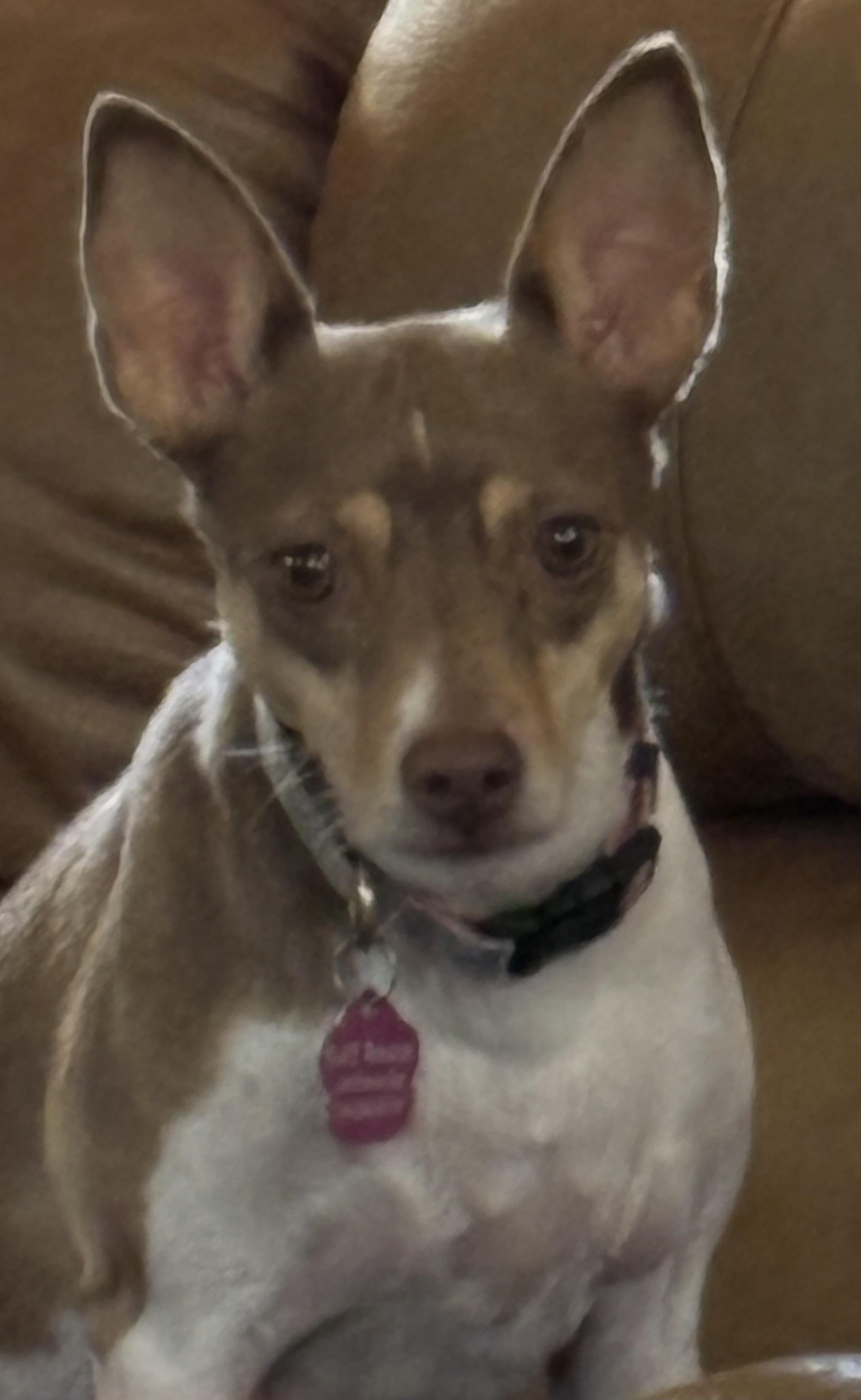 Enlarge Luna, a Adoptable Rat Terrier in Adams, NE image 3/3