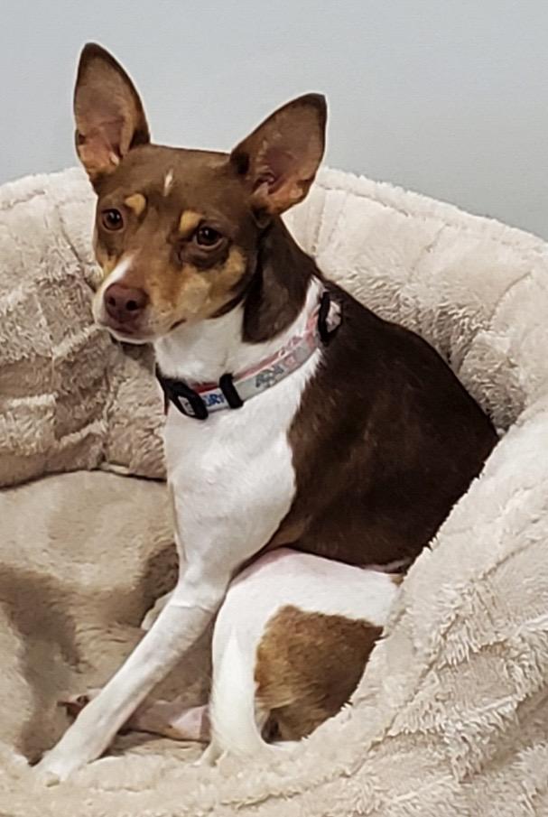 Luna, ADOPTABLE, Young Female Rat Terrier.