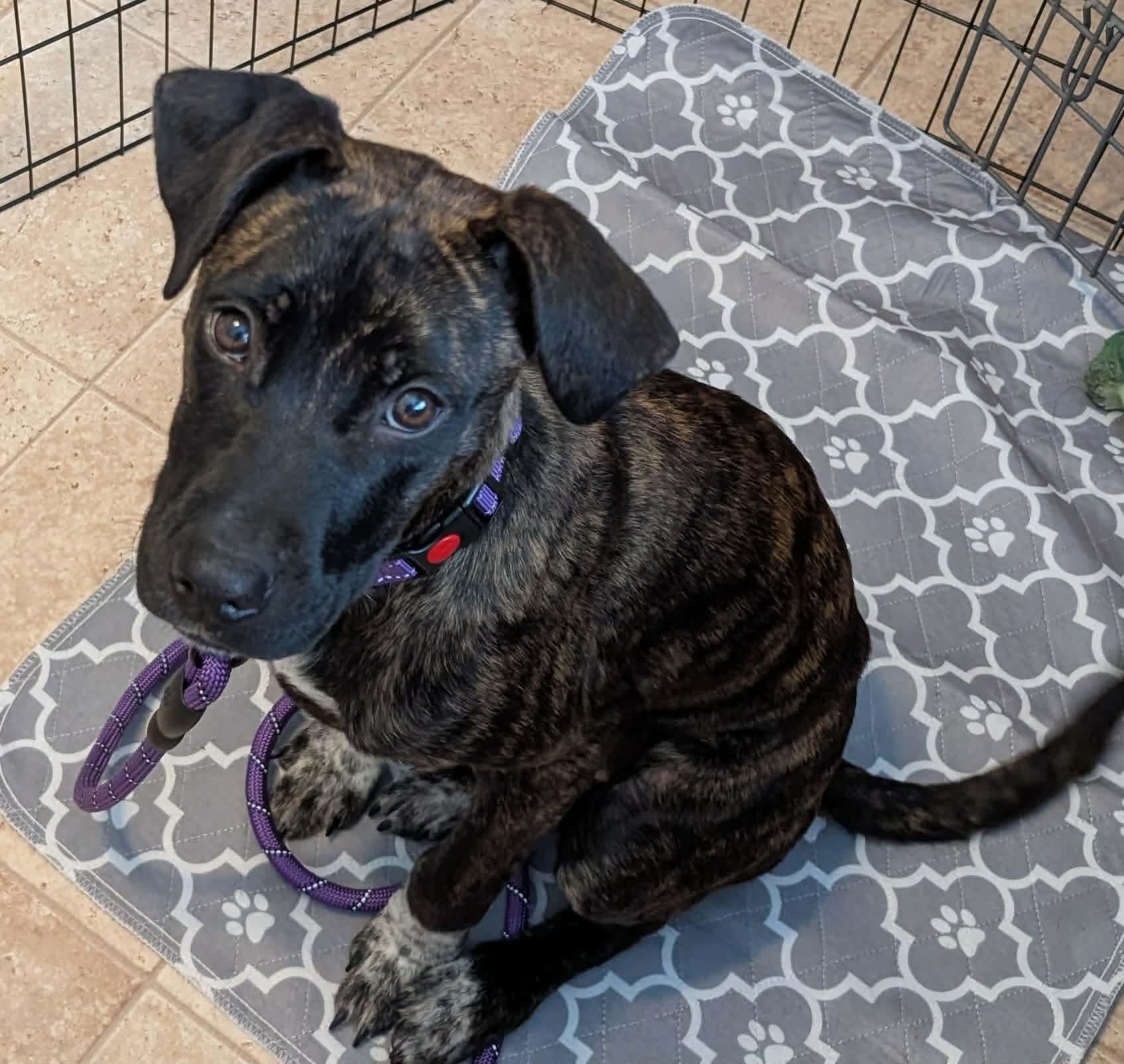 Callie, an adopted Mixed Breed in Highland, NY image 2/3