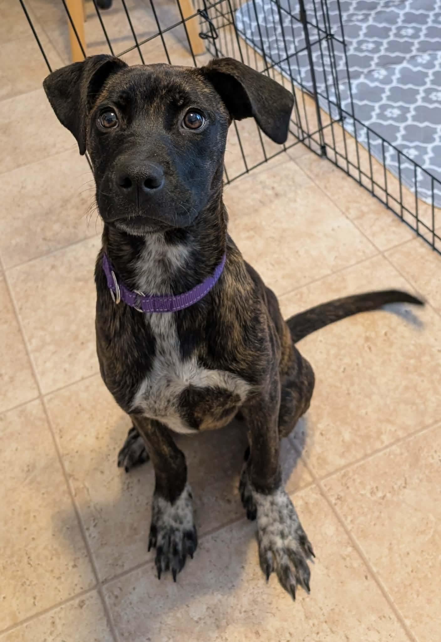 Callie, an adopted Mixed Breed in Highland, NY image 3/3