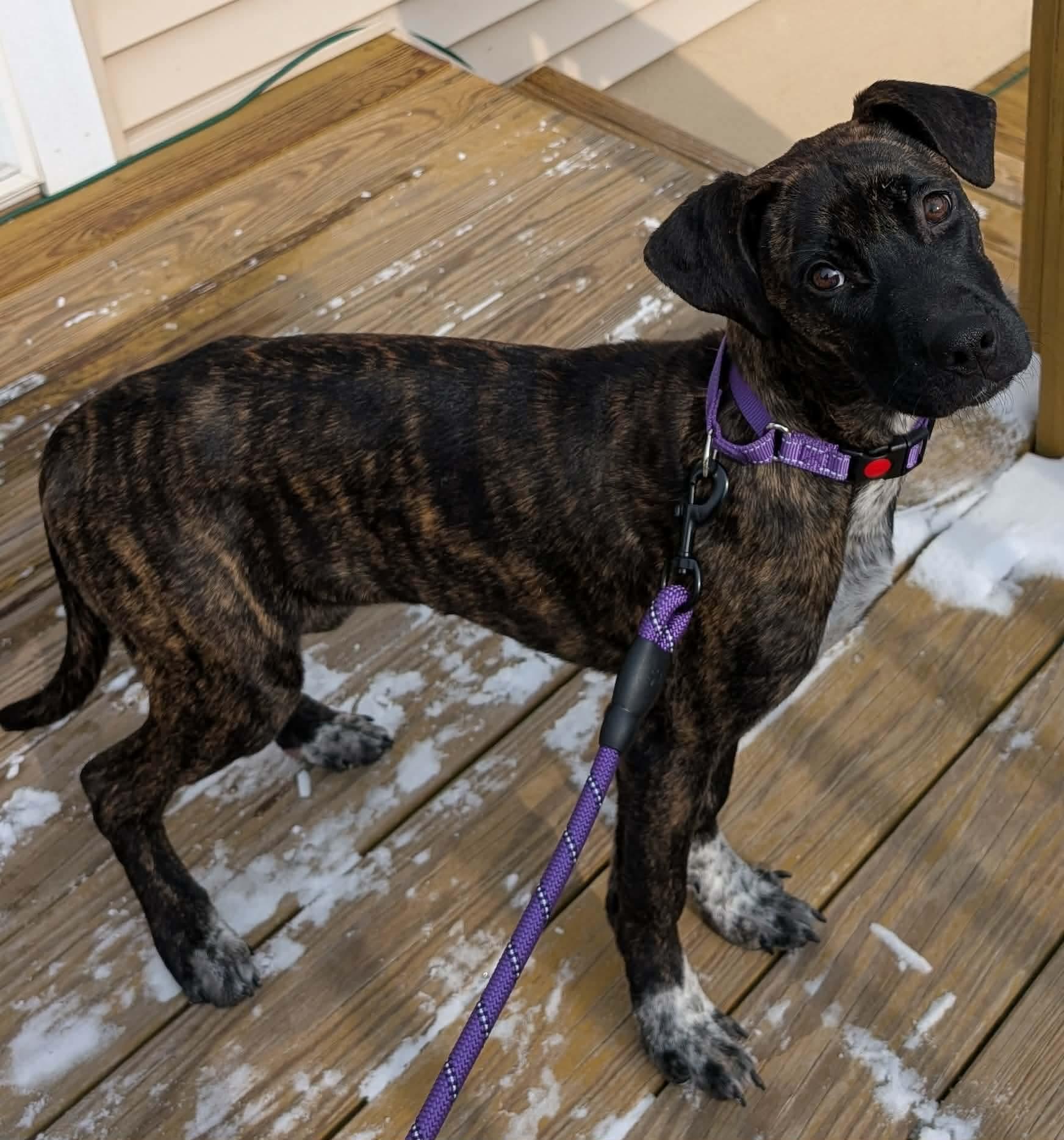 Callie, an adopted Mixed Breed in Highland, NY image 1/3