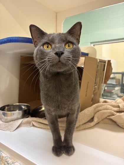 Sparta, Adoptable, Adult Male Domestic Short Hair & Domestic Short Hair.