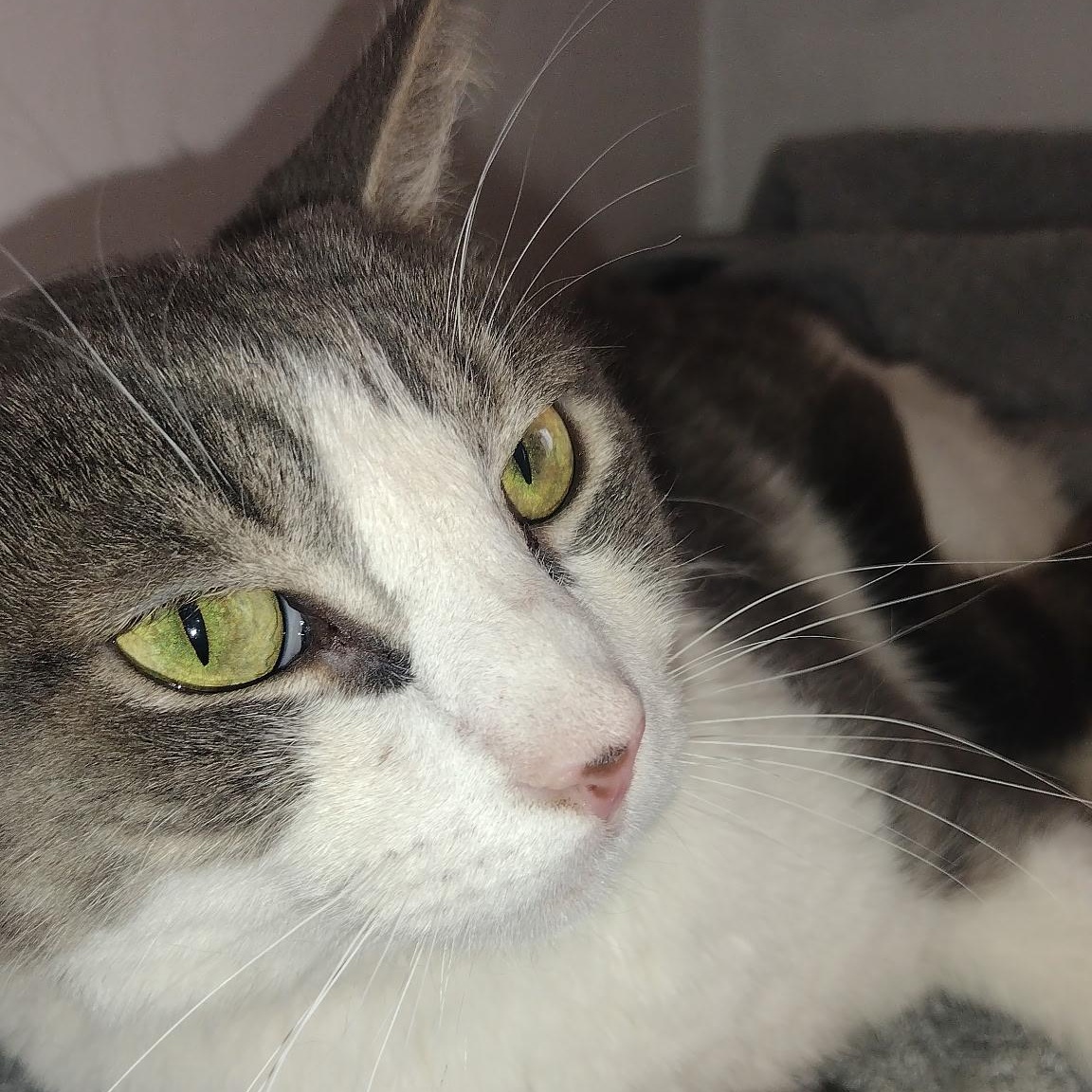 Donnie, Adoptable, Senior Male Tabby & Domestic Short Hair.