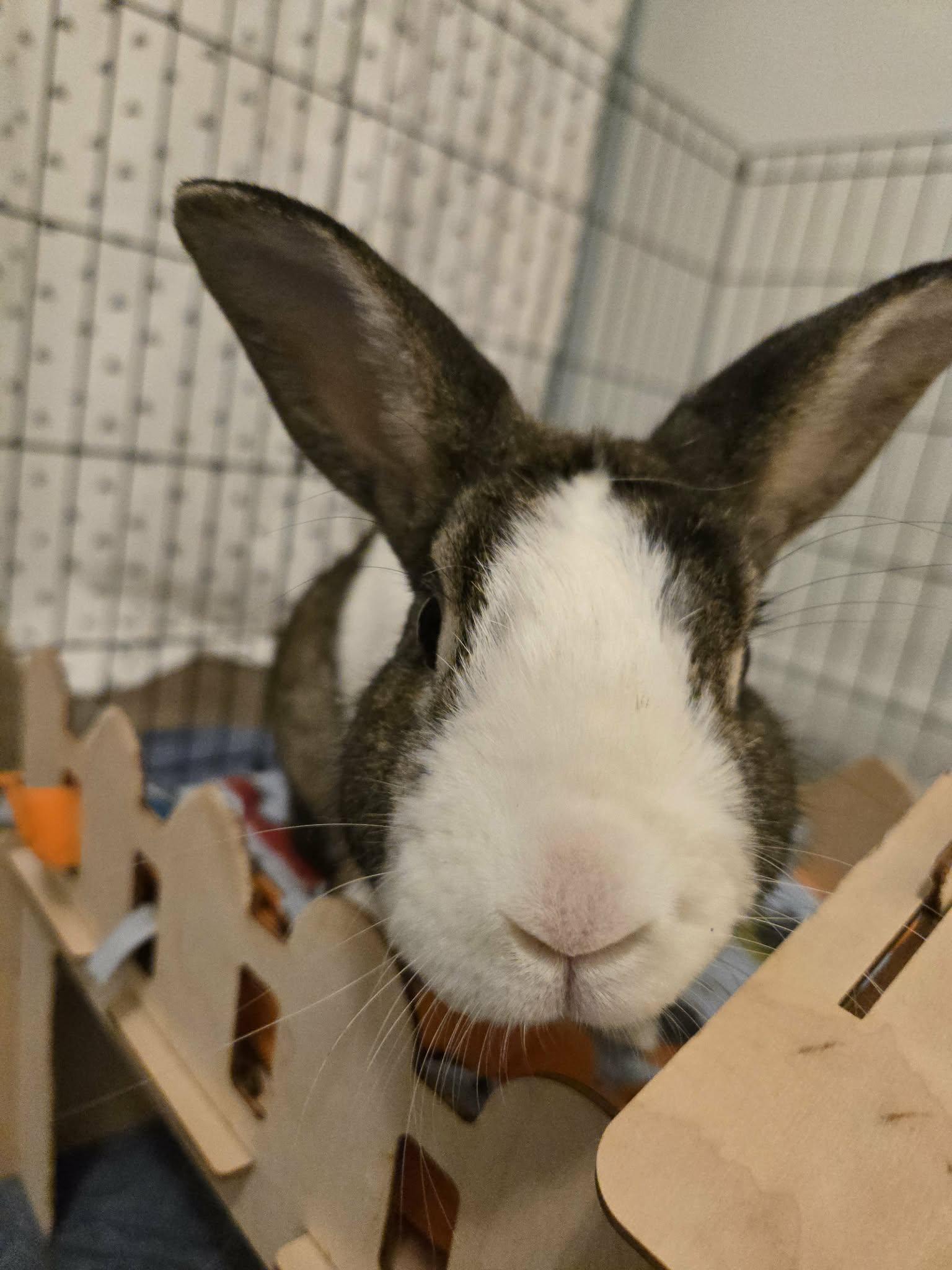 Enlarge Gomez, an adopted Dutch in Westerville, OH image 1/4