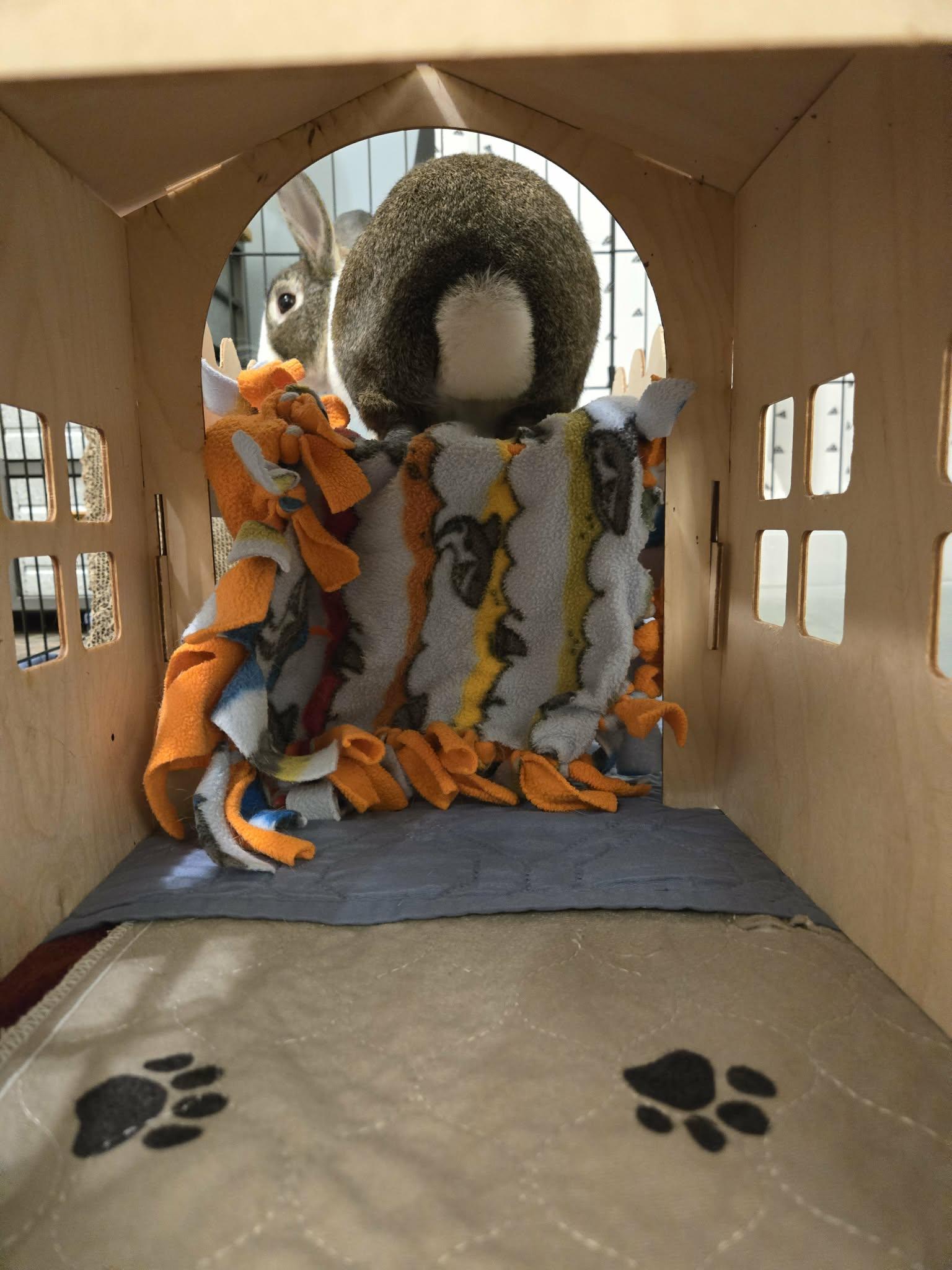 Enlarge Gomez, an adopted Dutch in Westerville, OH image 2/4