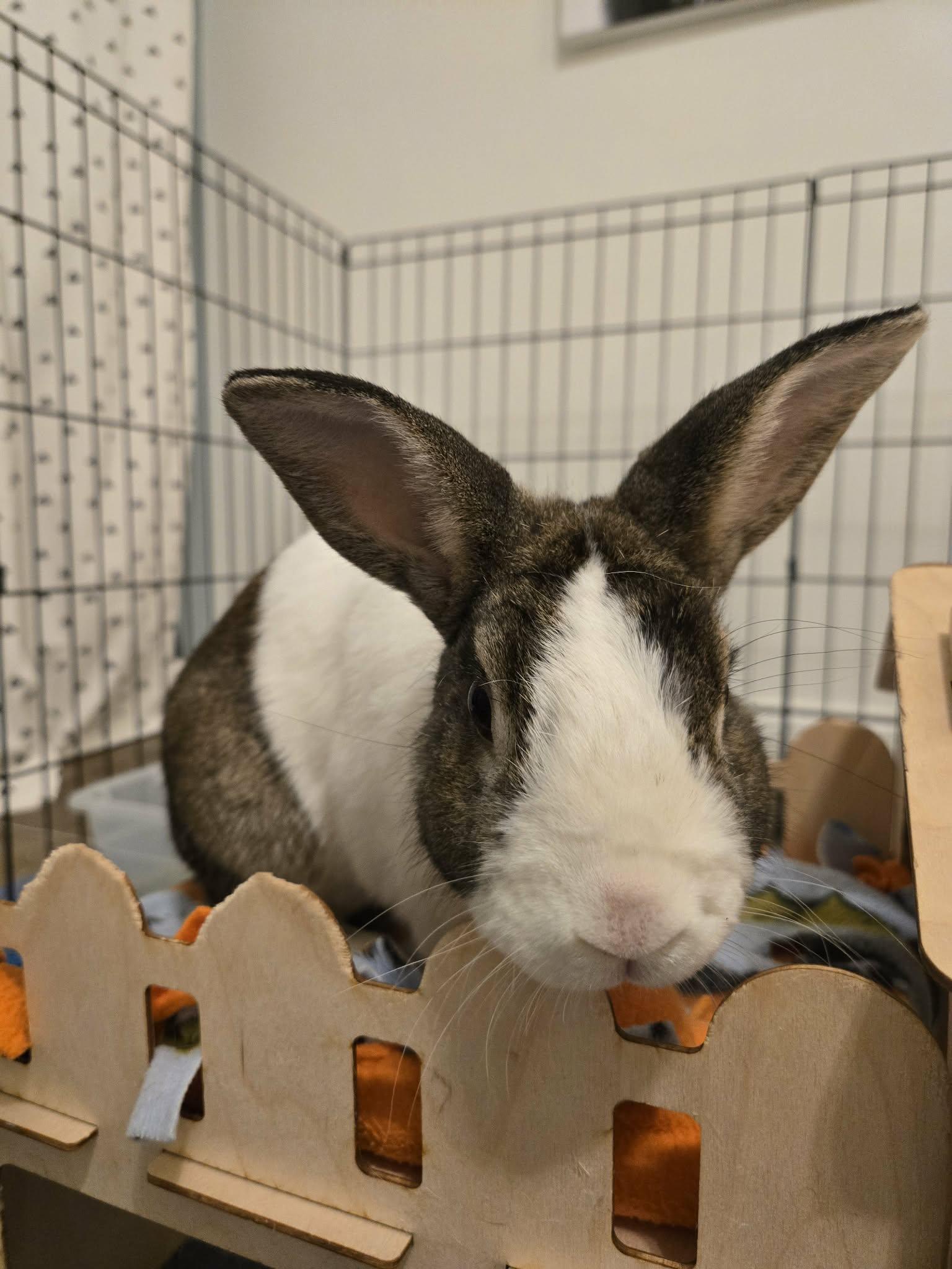 Gomez, adopted, Adult Male Dutch.