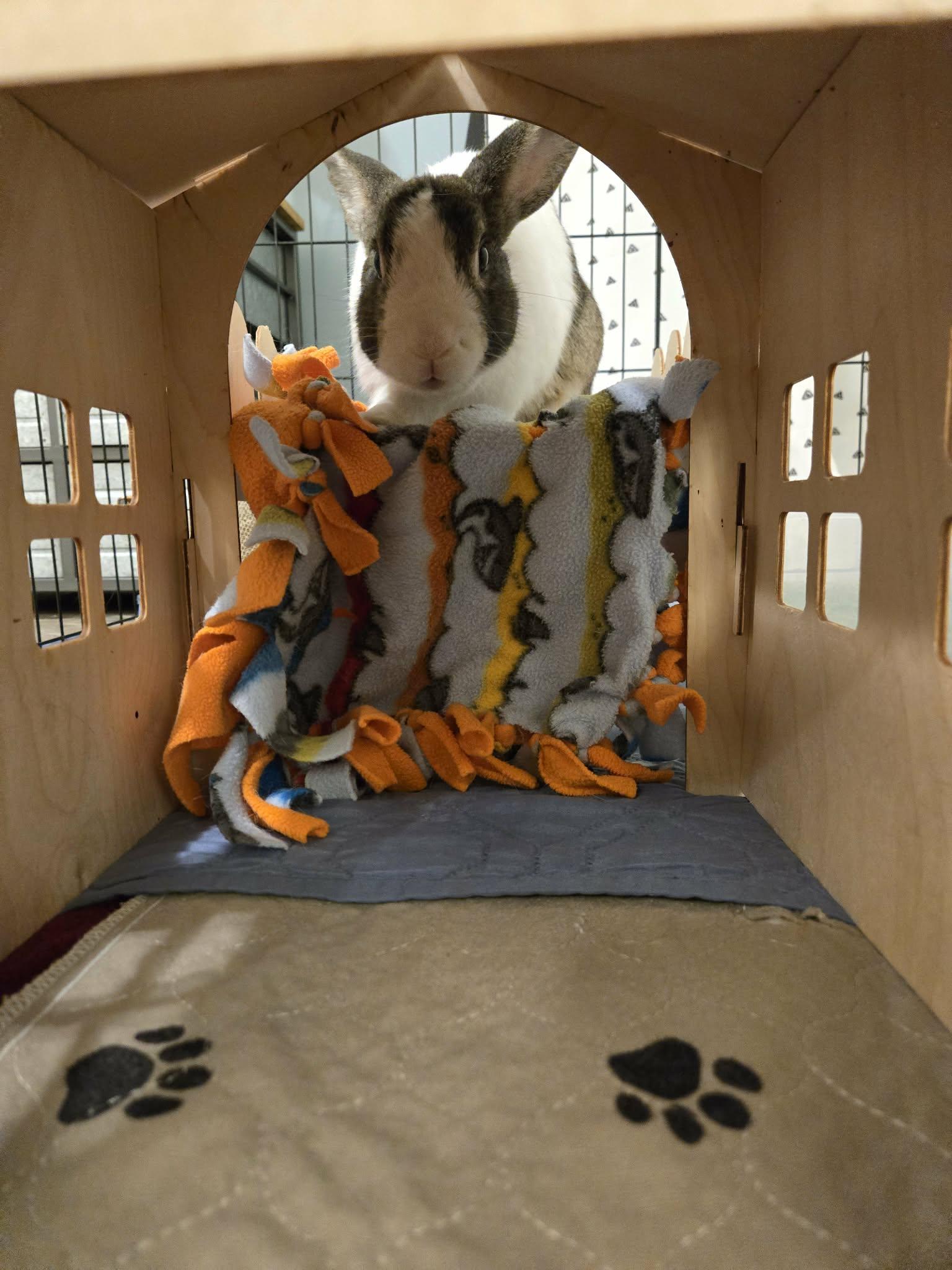 Enlarge Gomez, an adopted Dutch in Westerville, OH image 4/4