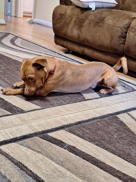 GULLY, Adoptable, Adult Male Labrador Retriever & Dachshund.