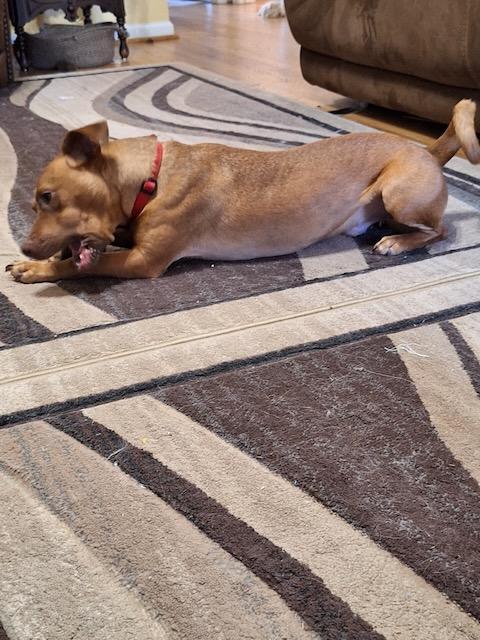 GULLY, a Adoptable mixed breed in Alpharetta, GA image 2/6