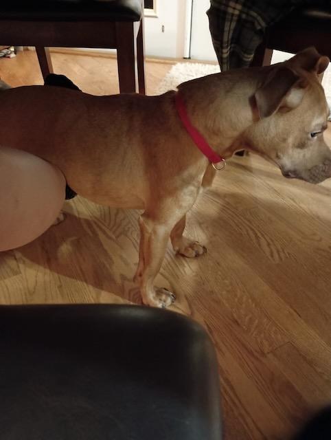 GULLY, a Adoptable mixed breed in Alpharetta, GA image 4/6