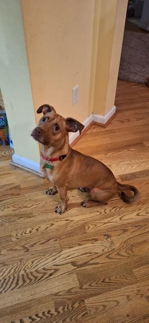 GULLY, a Adoptable mixed breed in Alpharetta, GA image 5/6