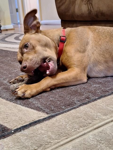 GULLY, a Adoptable mixed breed in Alpharetta, GA image 6/6