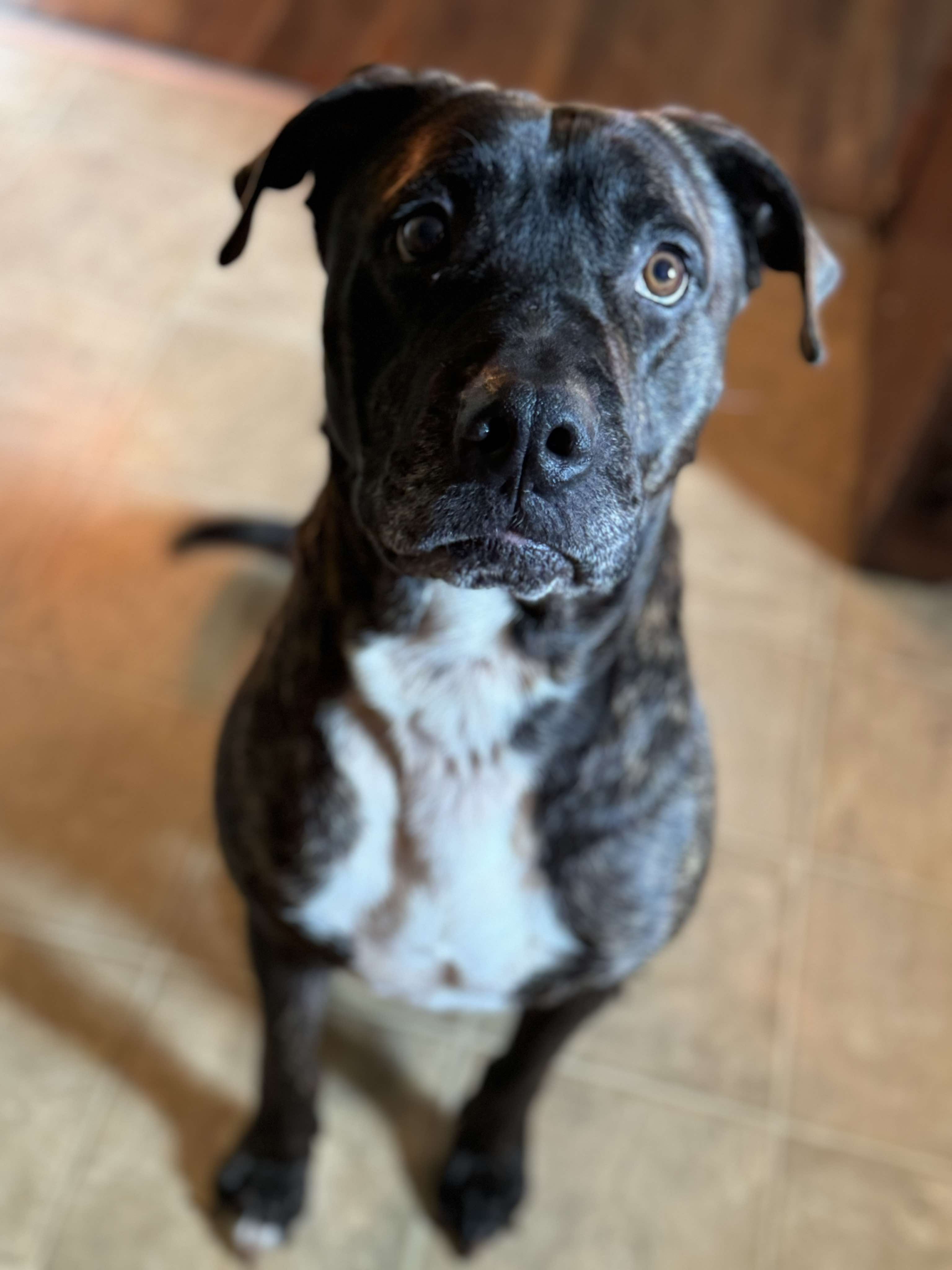 Harvey, Adopted, Senior Male Pit Bull Terrier.