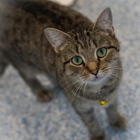 Enlarge Waffles, an adopted Domestic Short Hair in Stafford, VA image 2/3