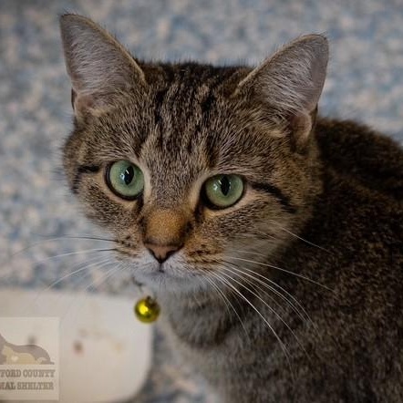 Enlarge Waffles, an adopted Domestic Short Hair in Stafford, VA image 3/3