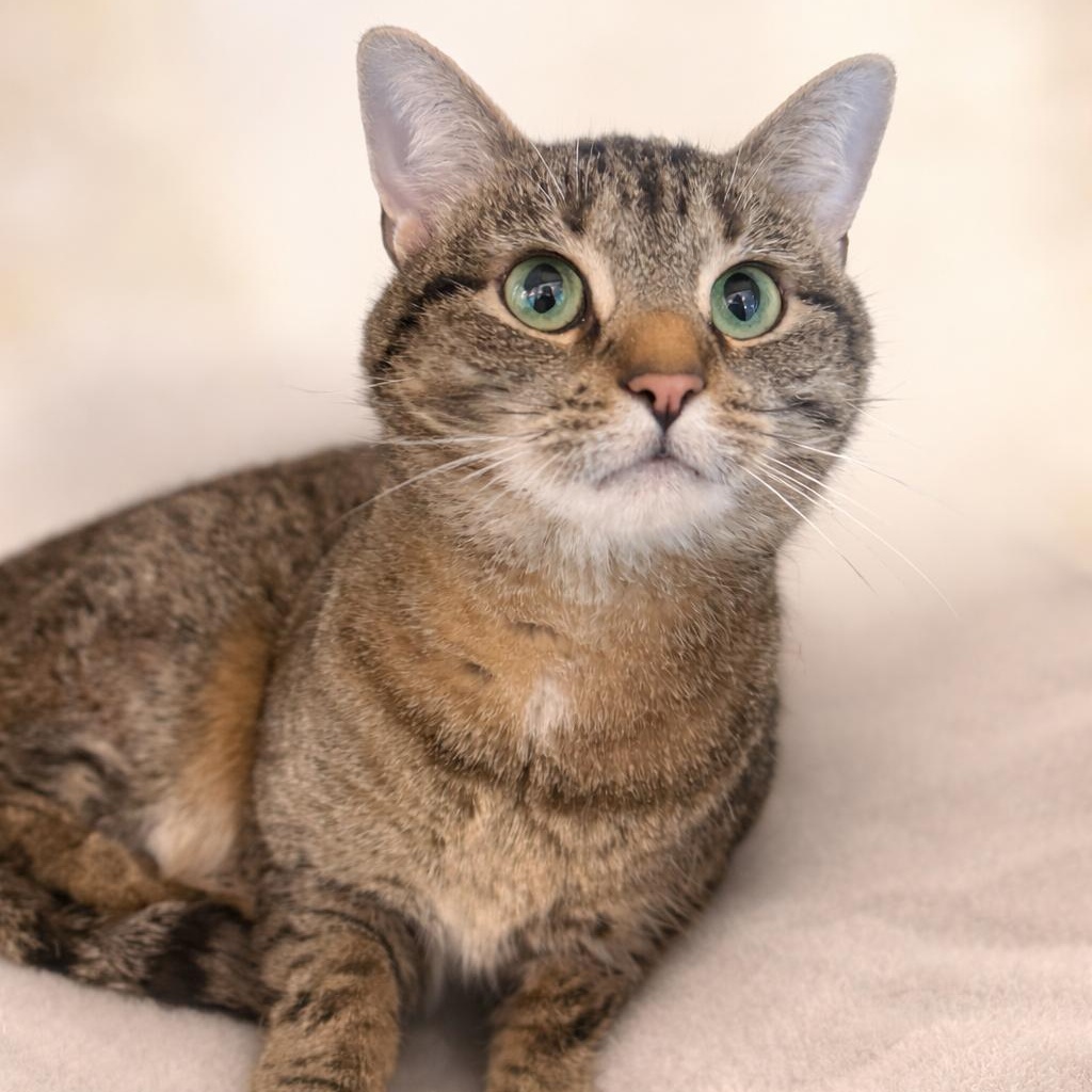 Enlarge Waffles, an adopted Domestic Short Hair in Stafford, VA image 1/3