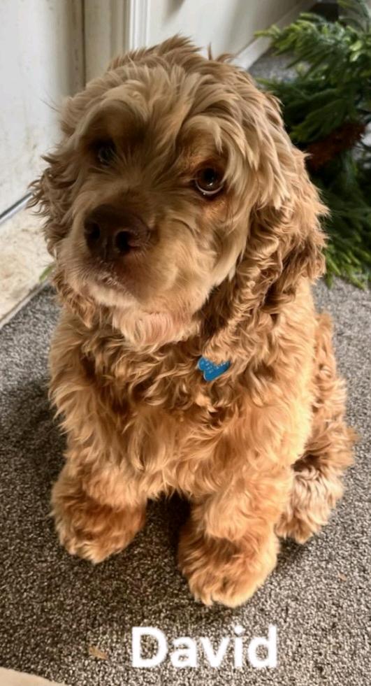 David Payne, a Adoptable Cocker Spaniel in Broken Arrow, OK image 1/6