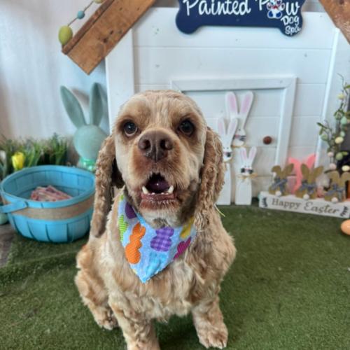 David Payne, Adoptable, Young Male Cocker Spaniel.