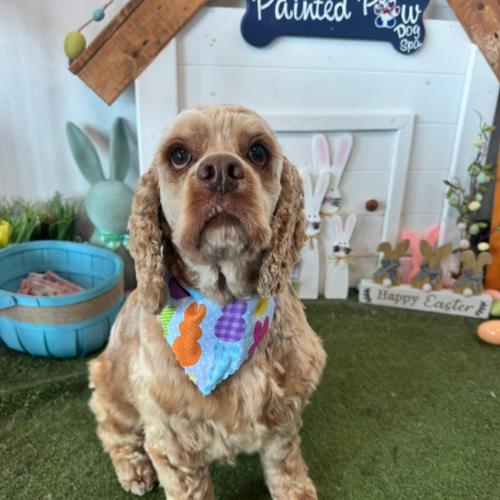 Enlarge David Payne, a Adoptable Cocker Spaniel in Broken Arrow, OK image 2/6