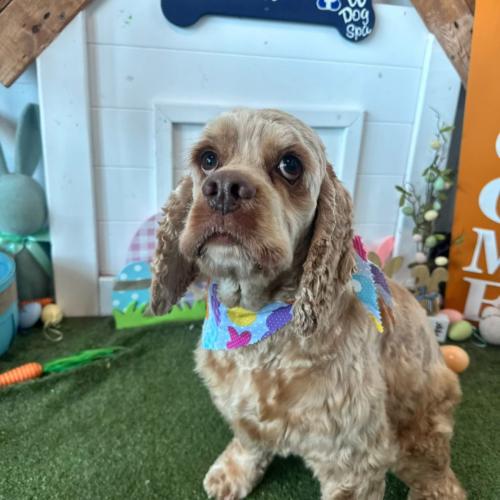 Enlarge David Payne, a Adoptable Cocker Spaniel in Broken Arrow, OK image 3/6