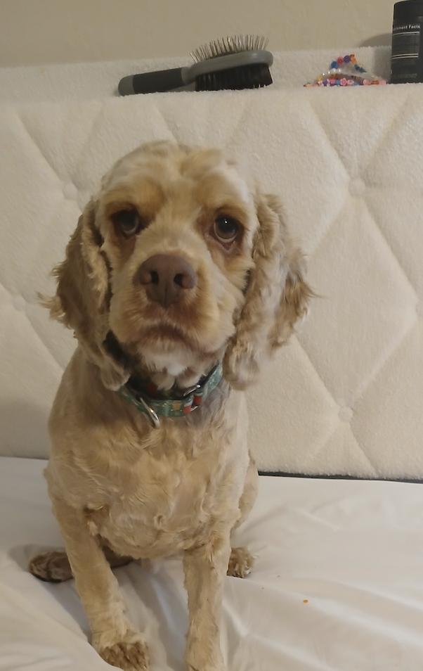 Enlarge David Payne, a Adoptable Cocker Spaniel in Broken Arrow, OK image 4/6