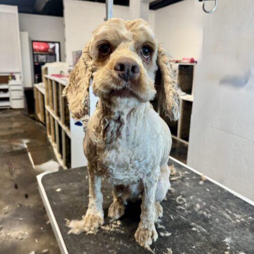 Enlarge David Payne, a Adoptable Cocker Spaniel in Broken Arrow, OK image 5/6
