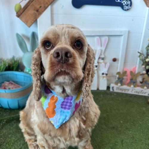 Enlarge David Payne, a Adoptable Cocker Spaniel in Broken Arrow, OK image 6/6