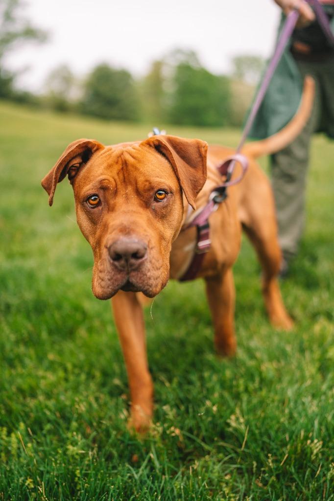Clementine, Adoptable, Adult Female American Staffordshire Terrier.