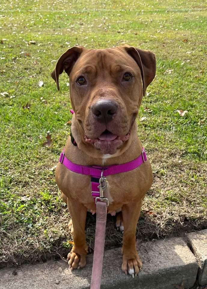 Clementine, a Adoptable American Staffordshire Terrier in Ewing, NJ image 2/6