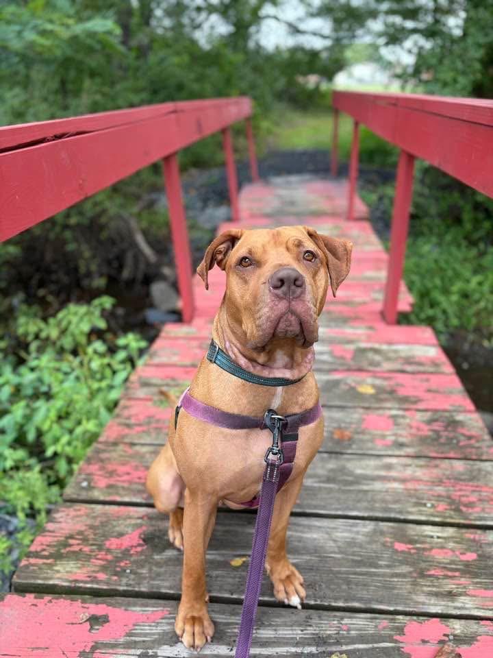 Clementine, a Adoptable American Staffordshire Terrier in Ewing, NJ image 4/6