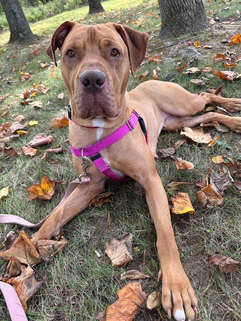 Clementine, a Adoptable American Staffordshire Terrier in Ewing, NJ image 5/6