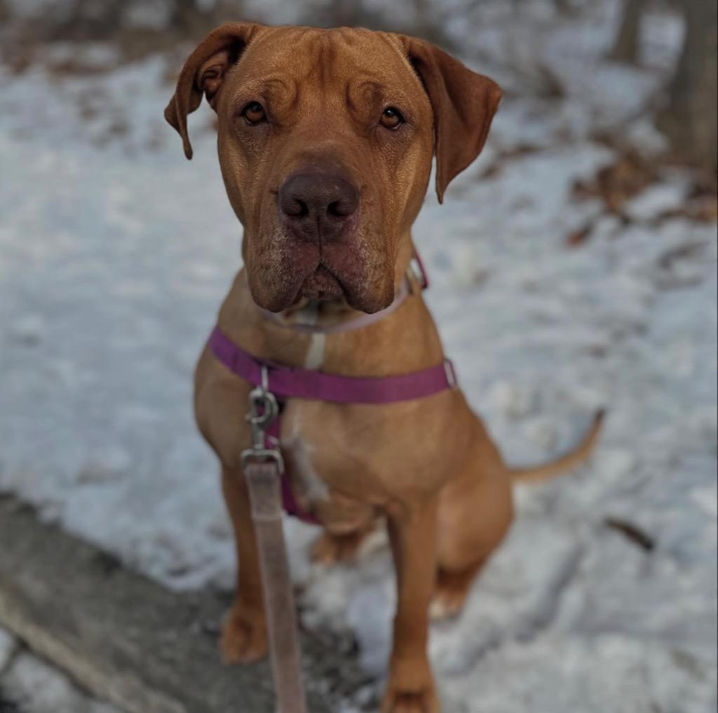 Clementine, a Adoptable American Staffordshire Terrier in Ewing, NJ image 6/6
