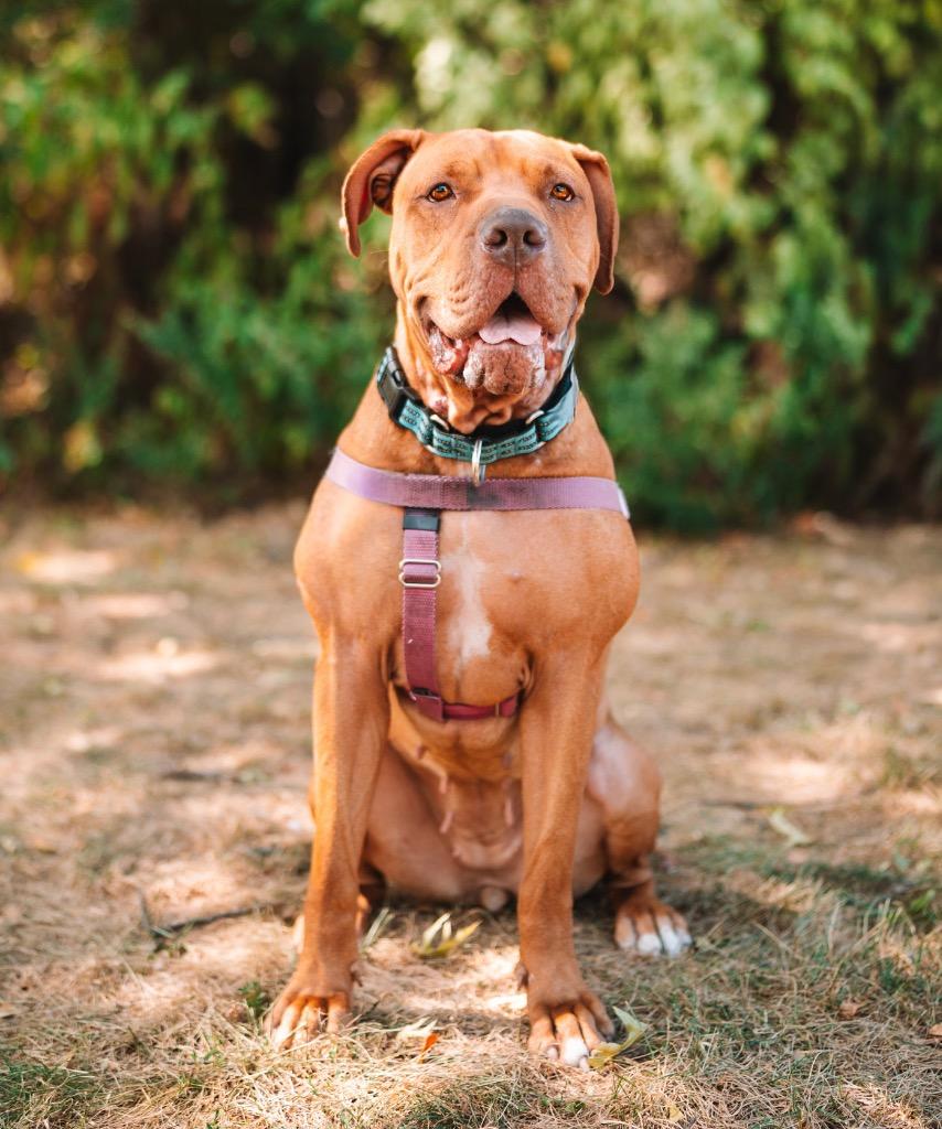 Enlarge Clementine, a Adoptable American Staffordshire Terrier in Ewing, NJ image 6/6