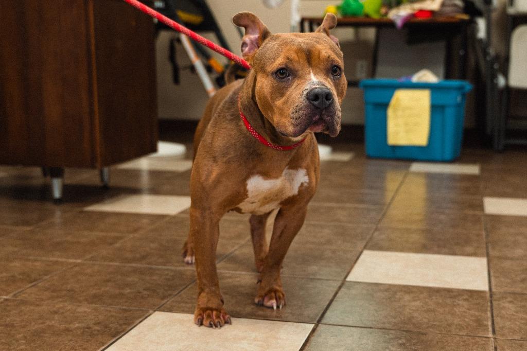 Miss Piggy, a Adoptable mixed breed in Mocksville, NC image 1/5