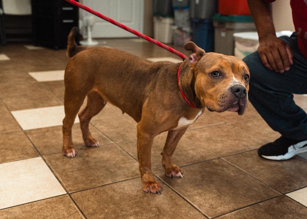 Miss Piggy, a Adoptable mixed breed in Mocksville, NC image 2/5