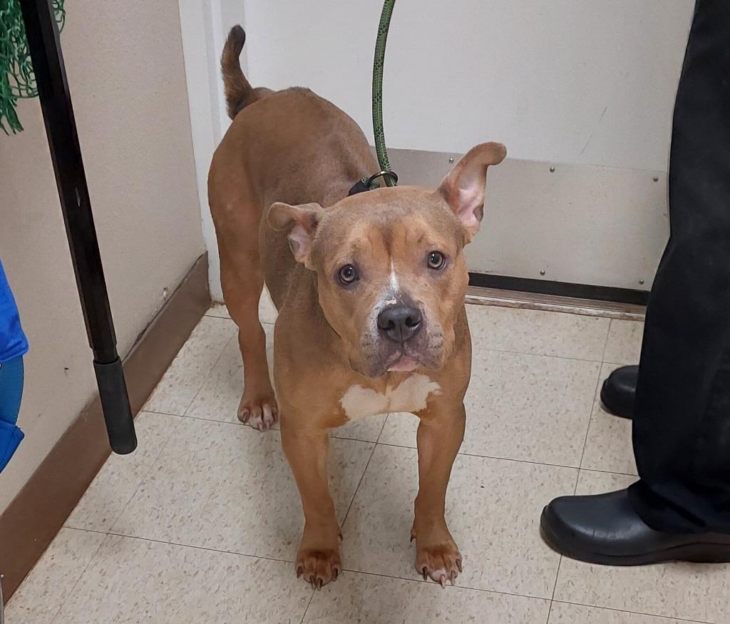 Miss Piggy, a Adoptable mixed breed in Mocksville, NC image 3/5