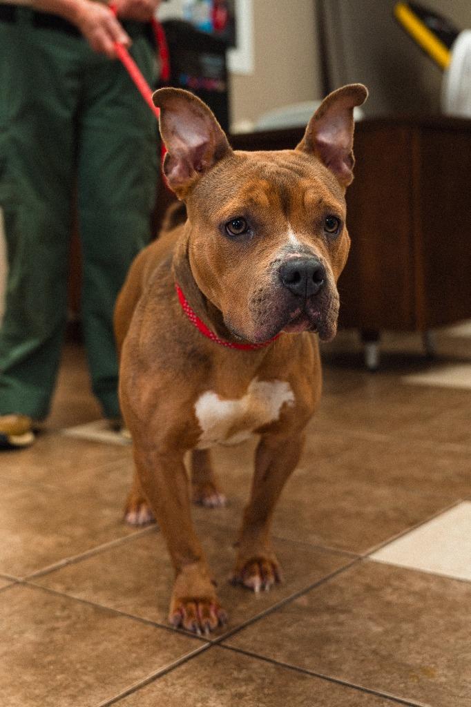 Miss Piggy, a Adoptable mixed breed in Mocksville, NC image 4/5