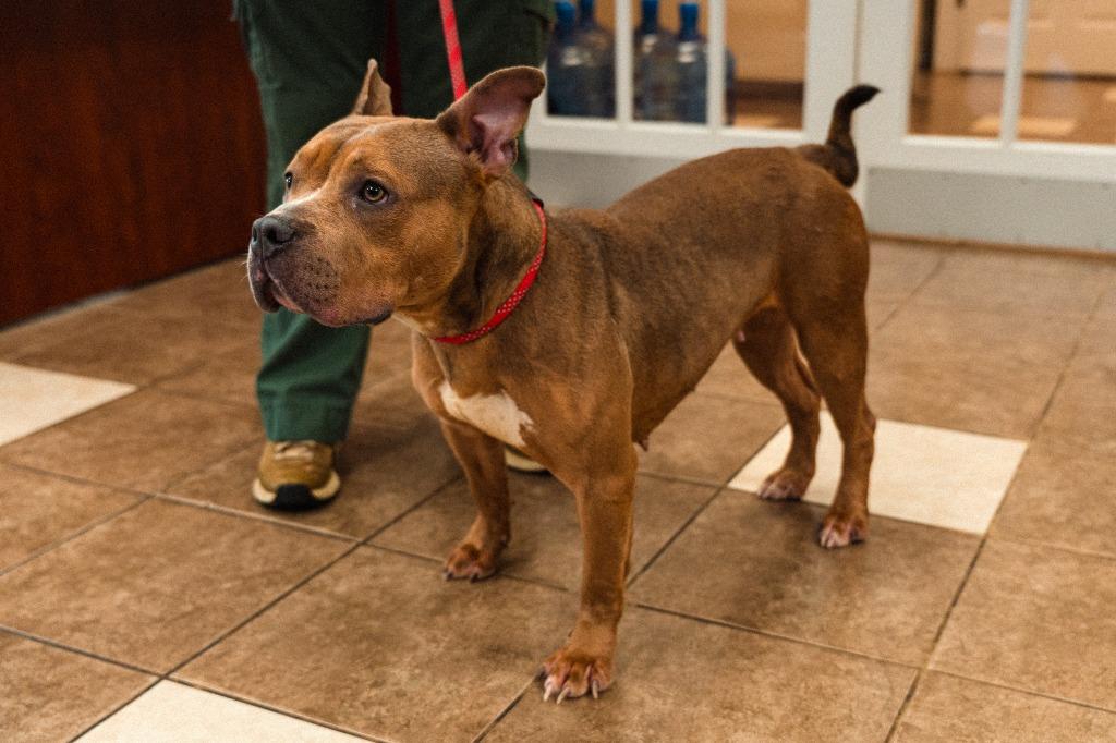 Miss Piggy, a Adoptable mixed breed in Mocksville, NC image 5/5
