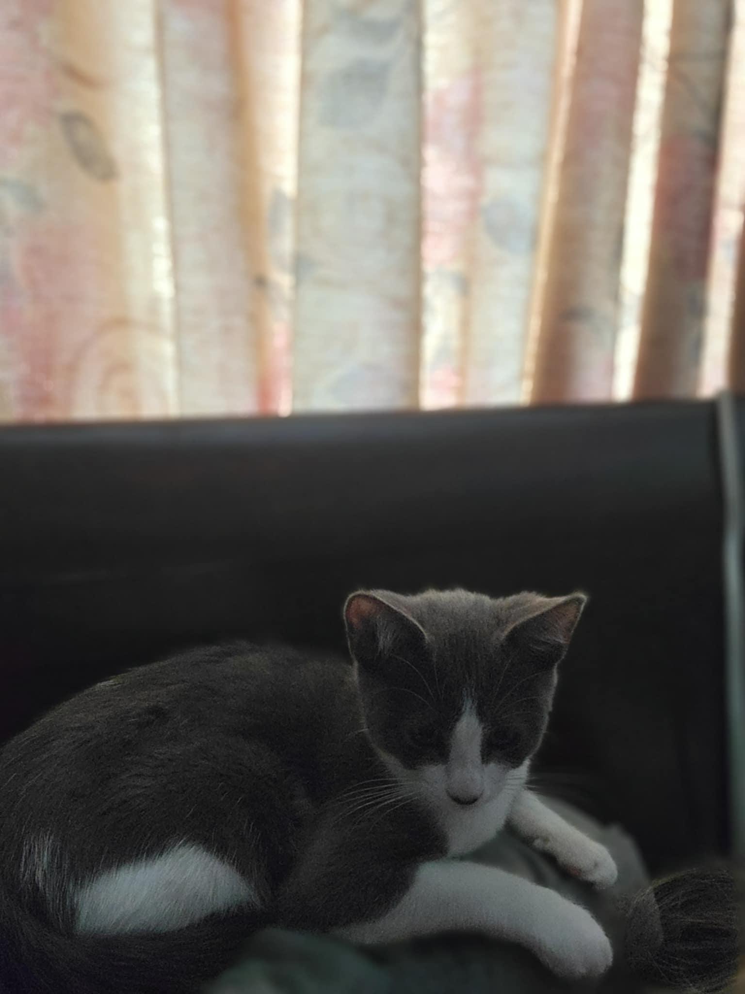 Luna photo 6