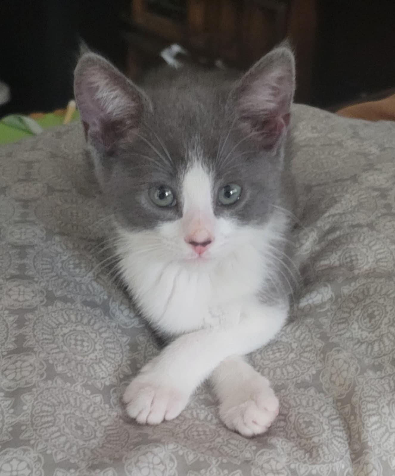 Luna, Baby Female Domestic Short Hair