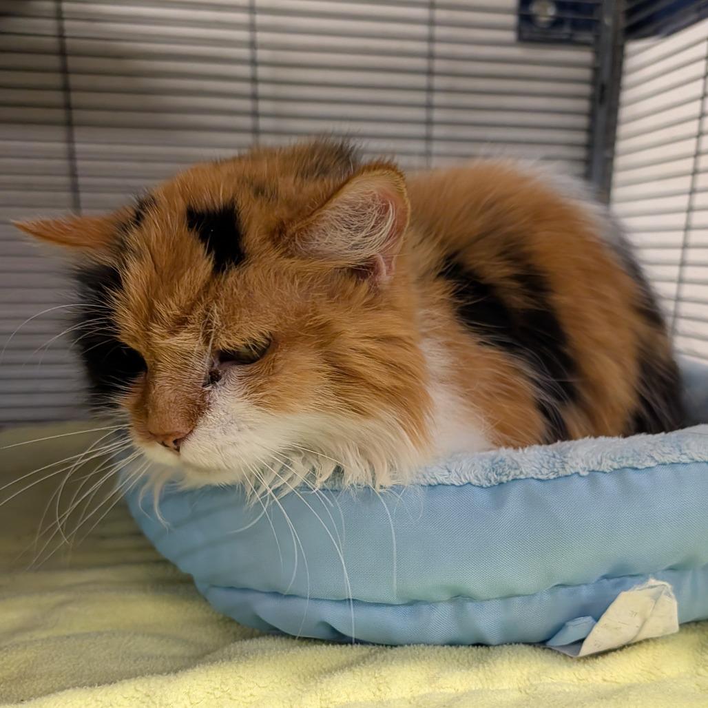 Ripley, Adoptable, Senior Female Domestic Medium Hair.
