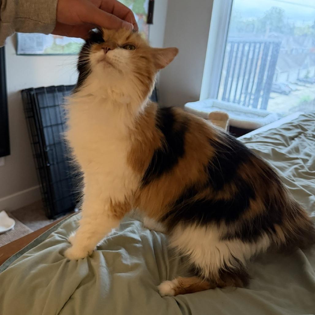 Enlarge Ripley, a Adoptable Domestic Medium Hair in Delaware, OH image 2/6