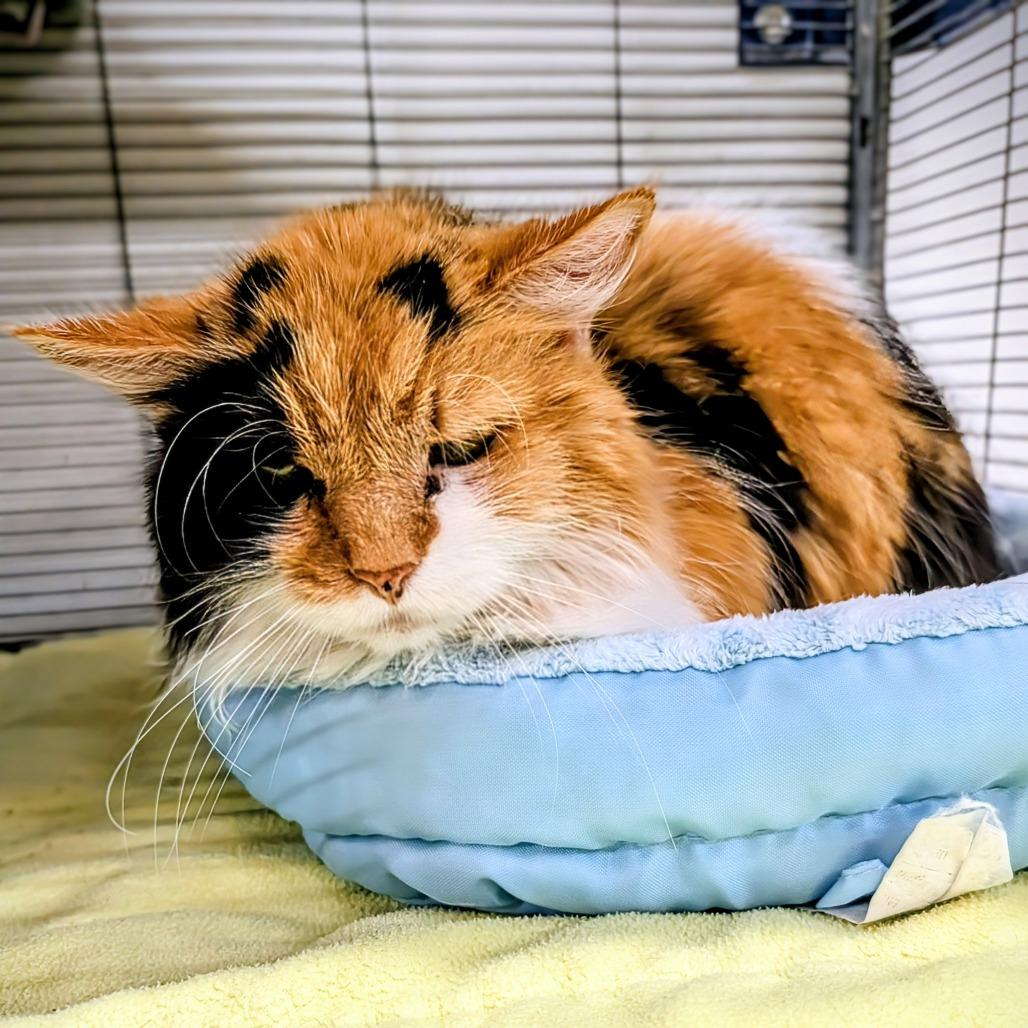 Enlarge Ripley, a Adoptable Domestic Medium Hair in Delaware, OH image 3/6