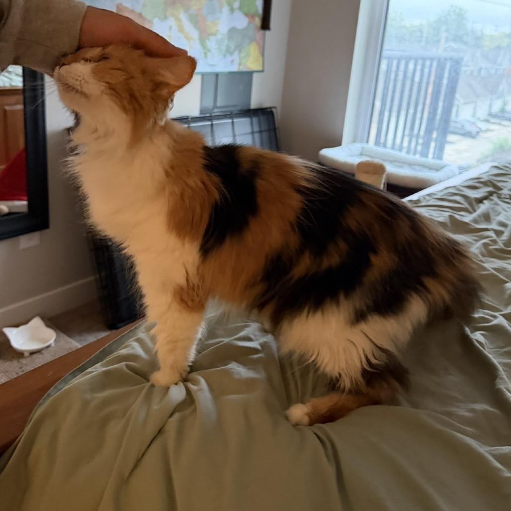 Enlarge Ripley, a Adoptable Domestic Medium Hair in Delaware, OH image 4/6