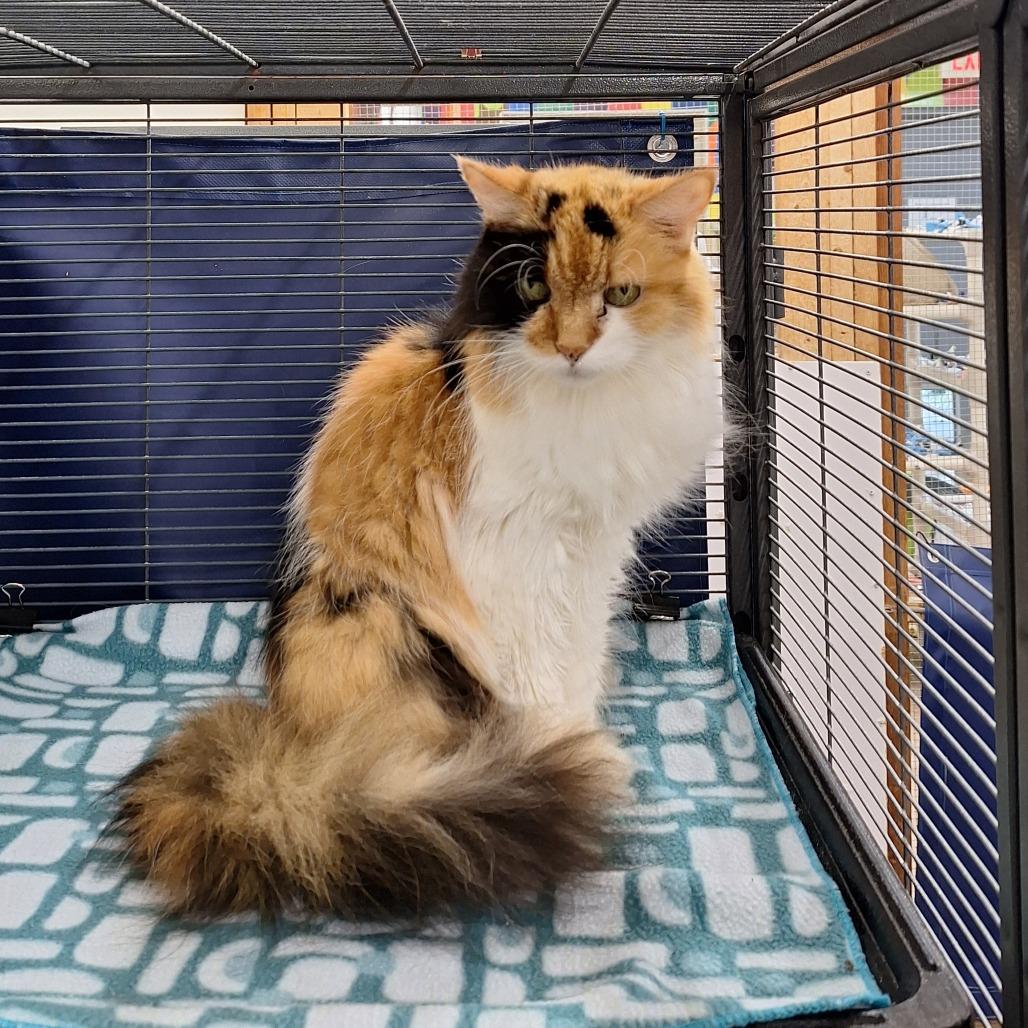 Enlarge Ripley, a Adoptable Domestic Medium Hair in Delaware, OH image 5/6