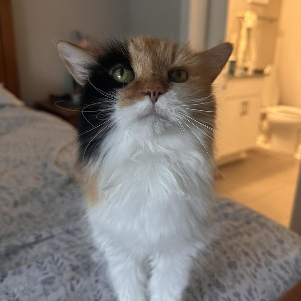 Enlarge Ripley, a Adoptable Domestic Medium Hair in Delaware, OH image 6/6