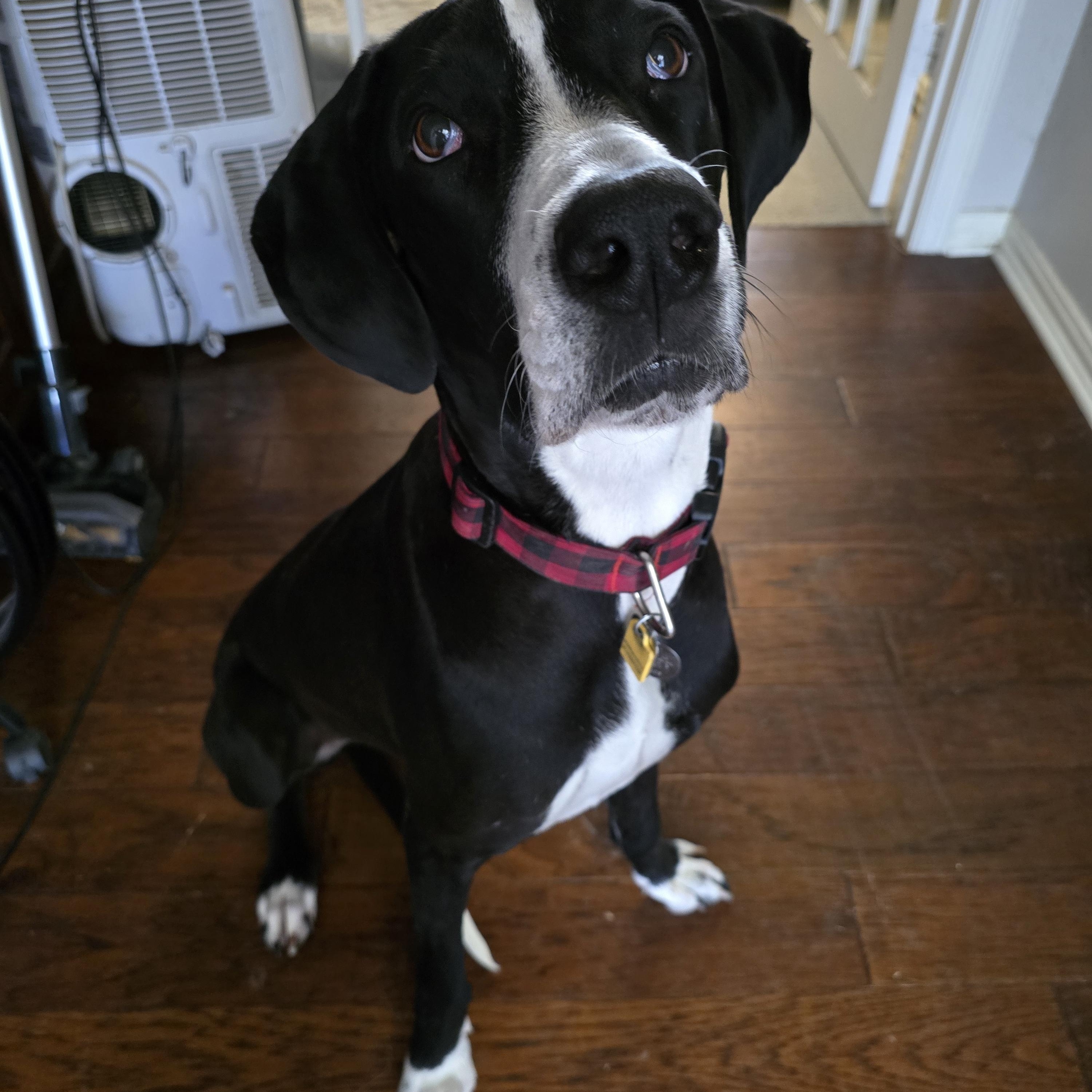 Margarita (Rita), a Adopted mixed breed in Carrollton, TX image 1/6