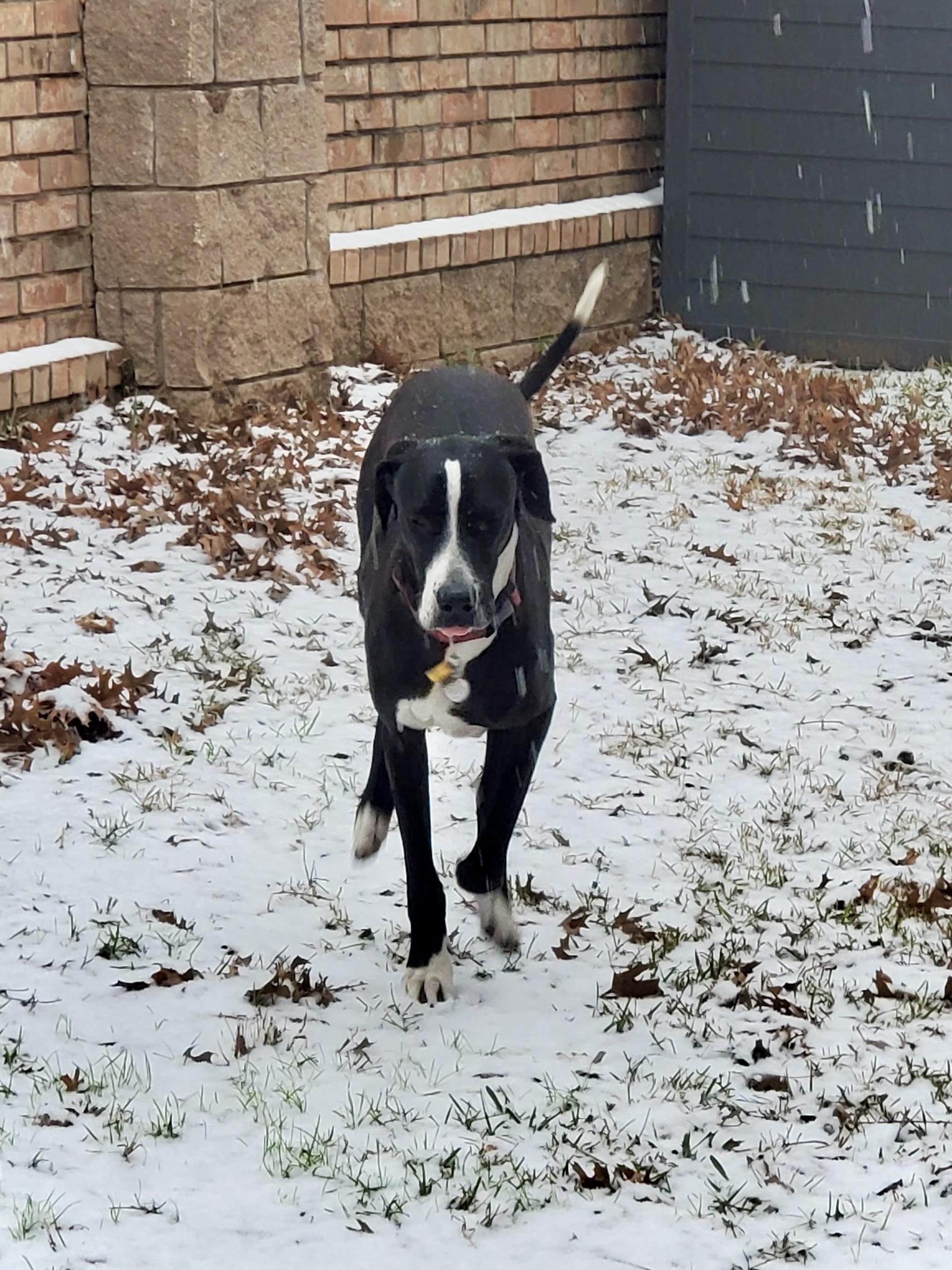 Margarita (Rita), a Adopted mixed breed in Carrollton, TX image 5/6